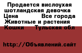 Продается вислоухая шотландская девочка › Цена ­ 8 500 - Все города Животные и растения » Кошки   . Тульская обл.